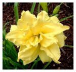 Hemerocallis Double River Wye - Crin de o zi  - 1 rizom