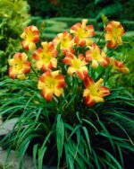 Hemerocallis Frans Halls - Crin de o zi  - la ghiveci C1 - imagine 2