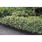 Hedera Helix Glacier- Iedera englezeasca - planta cataratoare vesnic verde la ghiveci P9 - imagine 3