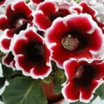 Gloxinia Kaiser Friedrich - 1 tubercul