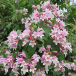 Kolkwitzia amabilis Pink Cloud- Arbustul Frumusetii la ghiveci C2 - H 30-40 cm