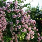 Kolkwitzia amabilis Pink Cloud- Arbustul Frumusetii la ghiveci C2 - H 30-40 cm - imagine 2