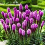 Liatris Spicata - Steaua Stralucitoare la ghiveci P9, H 5-10 cm