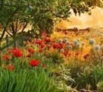 Papaver Beauty of Livermere - Mac Beauty of Livermere la ghiveci P9 - imagine 2