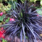 Ophiopogon Planiscapus Niger - Iarba Dragon Negru sau Noaptea de Abanos (vesnic verde) - 1 radacina nuda