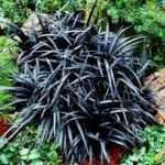Ophiopogon Planiscapus Niger - Iarba Dragon Negru sau Noaptea de Abanos (vesnic verde) - 1 radacina nuda - imagine 2