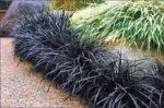 Ophiopogon Planiscapus Niger - Iarba Dragon Negru sau Noaptea de Abanos (vesnic verde) - 1 radacina nuda - imagine 4