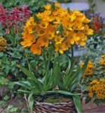 Bulbi Ornithogalum dubium - Steaua din Bethleem - pachet 3 bucati marime 5/6 (Livrarea dupa 10 Septembrie) - imagine 3