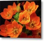 Bulbi Ornithogalum dubium - Steaua din Bethleem - pachet 3 bucati marime 5/6 (Livrarea dupa 10 Septembrie)