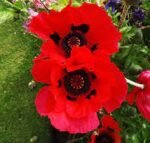 Papaver Beauty of Livermere - Mac Beauty of Livermere la ghiveci P9