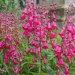 Penstemon Garneth la ghiveci P9 - imagine 2