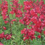 Penstemon Schoenholzeri  la ghiveci P9 - imagine 2