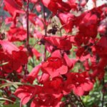Penstemon Schoenholzeri  la ghiveci P9
