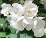 Iasomie cu flori (batuta) duble parfumate - Philadelphus „Virginal” - la ghiveci C2, H 4-50 cm