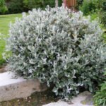 Brachyglottis 'Sunshine' - Senecio cu frunzis permanent la ghiveci P17 - H 35-40 cm - imagine 3