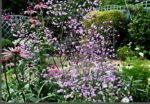 Thalictrum delavayi „Hewitt’s Double” - la ghiveci P9 - H 5-10 cm - imagine 3
