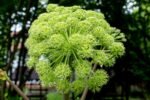 Angelica archangelica la ghiveci P9