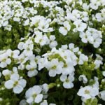 Arabis caucasica „Snowcap” - acoperitoare de sol vesnic verde la ghiveci P9
