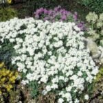 Arabis caucasica „Snowcap” - acoperitoare de sol vesnic verde la ghiveci P9 - imagine 2