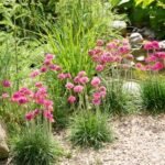 Armeria maritima splendens -  vesnic verde la ghiveci P9 - imagine 2