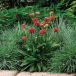 Armeria maritima „Ballerina Red” -  vesnic verde la ghiveci P9, H 5-10 cm - imagine 2