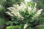 Aruncus dioicus - Barba Caprei la ghiveci P9, H 5-10 cm