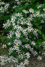Aster divaricatus -  Eurybia divaricata la ghiveci P9 - H 5 -10 cm