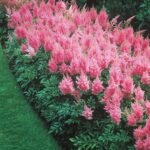 Astilbe Rheinland la ghiveci P9, H 5-10 cm - imagine 2