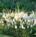 Astilbe Weisse Gloria la ghiveci P9, H 5-10 cm (Livrarea intre 25 Februarie-20 Martie) - imagine 2