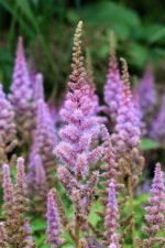 Astilbe Pumila la ghiveci P9, H 5-10 cm