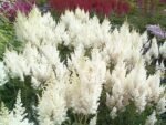 Astilbe Weisse Gloria la ghiveci P9, H 5-10 cm (Livrarea intre 25 Februarie-20 Martie)