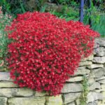 Aubrieta deltoidea Cascade Red la ghiveci P9 - imagine 2