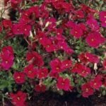 Aubrieta deltoidea Cascade Red la ghiveci P9