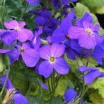 Aubrieta deltoidea Cascade Blue la ghiveci P9
