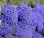 Aubrieta deltoidea Cascade Blue la ghiveci P9 - imagine 2