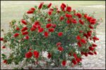 Callistemon citrinus - Peria de Sticla Rosie la ghiveci C2 - H 50-60 cm - imagine 2