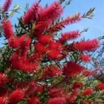 Callistemon citrinus - Peria de Sticla Rosie la ghiveci C2 - H 50-60 cm