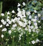 Campanula periscifolia Alba - Clopotelul cu frunze de piersic la ghiveci P9, H 5-10 cm - imagine 2