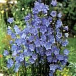 Campanula Persicifolia Caerulea - Clopotelul Albastru la ghiveci P9, H 5-10 cm - imagine 2