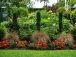 Carex buchananii - Iarba Rosie la ghiveci P9 - imagine 2