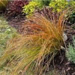 Carex testacea Prairie Fire - Focul de Preerie la ghiveci P9 - imagine 2