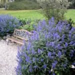 Caryopteris clandonensis 'Heavenly Blue' - Barba Albastra la ghiveci P9 , H 10-15 cm (Livrarea dupa 10 Septembrie) - imagine 2