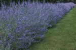Caryopteris clandonensis 'Heavenly Blue' - Barba Albastra la ghiveci P9 , H 10-15 cm (Livrarea dupa 10 Septembrie) - imagine 3