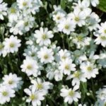 Cerastium tomentosum - acoperitoare de sol la ghiveci P9, H 5-10 cm