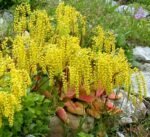 Chiastophyllum oppositifolium - vesnic verde la ghiveci P9