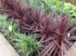 Cordyline Australis Red Star - Palmierul Steaua Rosie vesnic verde la ghiveci P17, H 20-25 cm - imagine 2