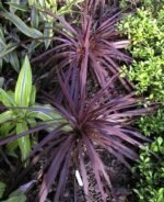 Cordyline Australis Red Star - Palmierul Steaua Rosie vesnic verde la ghiveci P17, H 20-25 cm - imagine 4