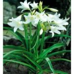 Crinum Powellii Album - Crin parfumat intens - 1 bulb mare - imagine 2