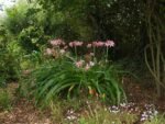 Crinum Powellii - Crin parfumat intens - 1 bulb mare - imagine 3