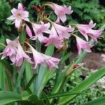 Crinum Powellii - Crin parfumat intens - 1 bulb mare - imagine 2